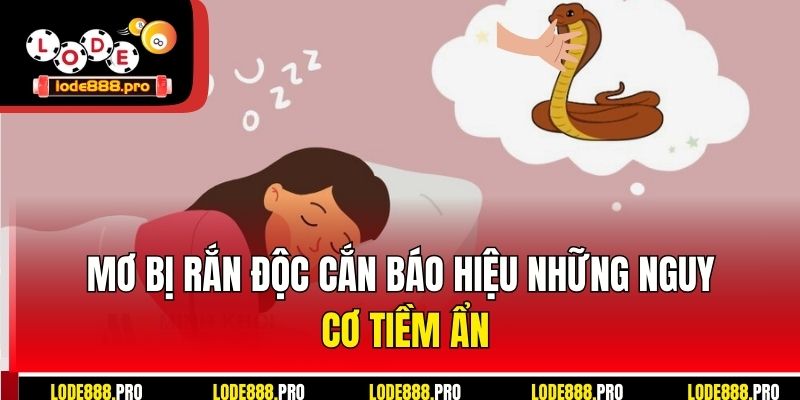 Mơ bị rắn độc cắn báo hiệu những nguy cơ tiềm ẩn